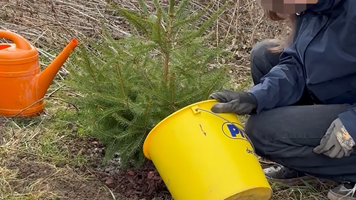 Picture of a tree being planted
